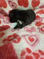 Madison, a female Maltipoo for sale in Pahrump, NV – 3 of 6