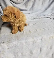 Banjo, a male Bichpoo for sale in Pahrump, NV – 3 of 3