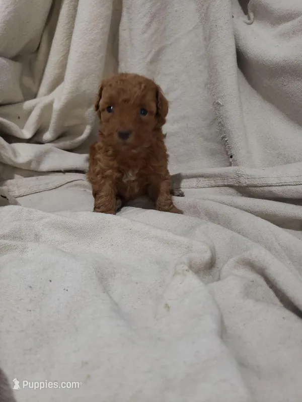 Dakota – Poodle - Toy  puppy for sale in Pahrump, NV