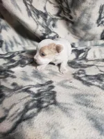 Gabby, a female Maltipoo for sale in Pahrump, NV – 2 of 3