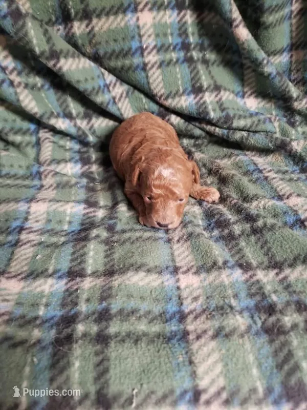 Caesar – Poodle - Miniature  puppy for sale in Pahrump, NV
