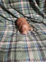 Caesar, a male Poodle - Miniature  for sale in Pahrump, NV – 1 of 3