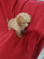 Emma, a female Maltipoo for sale in Pahrump, NV – 3 of 3