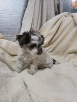 Roxie, a female Morkie for sale in Pahrump, NV – 2 of 3