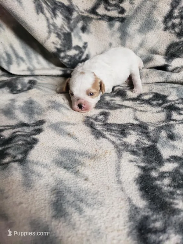 Paige – Cavapoo puppy for sale in Pahrump, NV