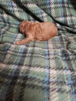 Caesar, a male Poodle - Miniature  for sale in Pahrump, NV – 3 of 3