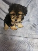 Bailey, a male Morkie for sale in Pahrump, NV – Photo 1 of 2