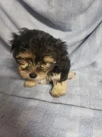 Bailey, a male Morkie for sale in Pahrump, NV – Photo 2 of 2