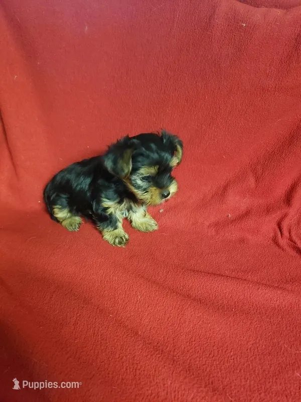 Cooper – Yorkshire Terrier puppy for sale in Pahrump, NV
