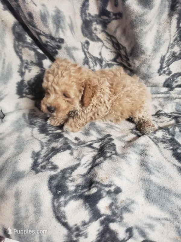 Benji – Bichpoo puppy for sale in Pahrump, NV
