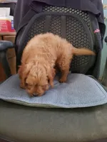 Burner, a male Cavapoo for sale in Pahrump, NV – 3 of 3