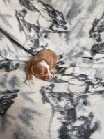 Paula, a female Cavapoo for sale in Pahrump, NV – 2 of 3