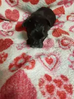 Madison, a female Maltipoo for sale in Pahrump, NV – 2 of 6