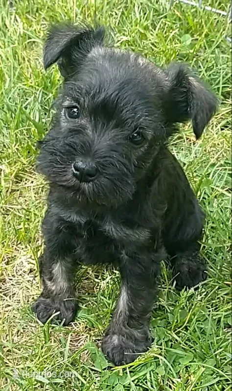Sweetie – Miniature Schnauzer puppy for sale in Spokane, WA