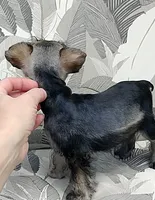 Sugar <12 lbs, a female Miniature Schnauzer for sale in Spokane, WA – 4 of 8