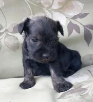 Sweetie, a female Miniature Schnauzer for sale in Spokane, WA – 6 of 10