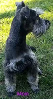 Sweetie, a female Miniature Schnauzer for sale in Spokane, WA – 10 of 10