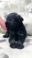 Sweetie, a female Miniature Schnauzer for sale in Spokane, WA – 5 of 10