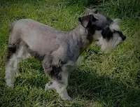 Sweetie, a female Miniature Schnauzer for sale in Spokane, WA – 7 of 10
