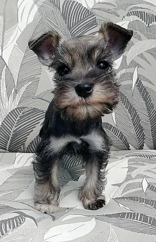 Sugar – Miniature Schnauzer puppy for sale in Spokane, WA