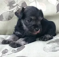 *Honey*, a female Miniature Schnauzer for sale in Spokane, WA – 6 of 10