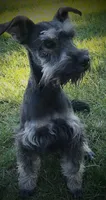 Sugar, a female Miniature Schnauzer for sale in Spokane, WA – 7 of 10