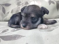 Sugar, a female Miniature Schnauzer for sale in Spokane, WA – 6 of 10