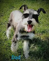 Sugar, a female Miniature Schnauzer for sale in Spokane, WA – 8 of 10
