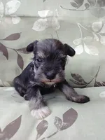 Sugar, a female Miniature Schnauzer for sale in Spokane, WA – 5 of 10