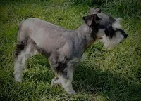 Sugar, a female Miniature Schnauzer for sale in Spokane, WA – 10 of 10