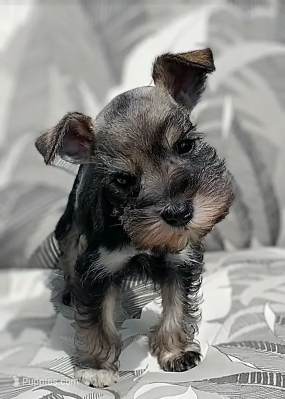 *Sugar* – Miniature Schnauzer puppy on hold in Spokane, WA