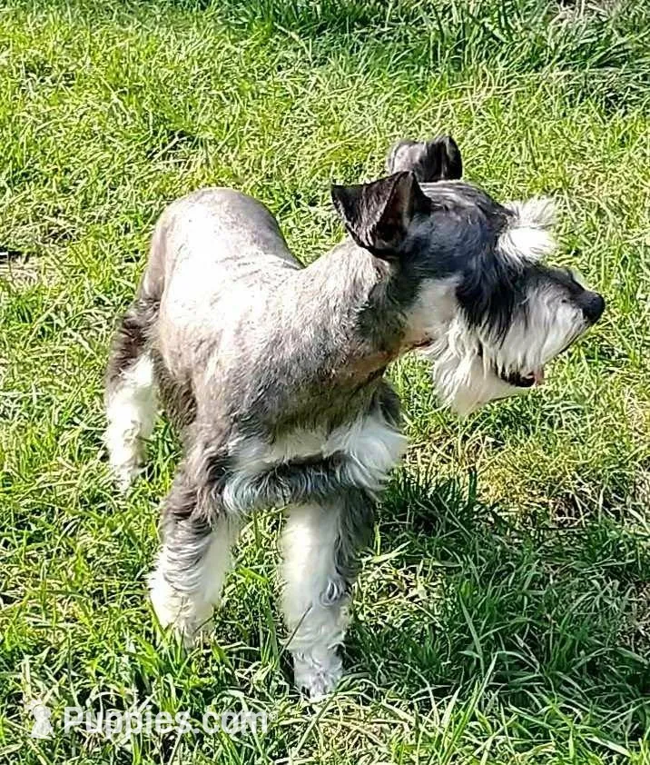Pepper, a female Miniature Schnauzer for sale in Spokane, WA – 7 of 8