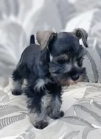 *Honey*, a female Miniature Schnauzer for sale in Spokane, WA – 3 of 10