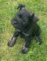 Sweetie, a female Miniature Schnauzer for sale in Spokane, WA – 2 of 10