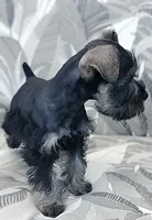 *Honey*, a female Miniature Schnauzer for sale in Spokane, WA – 5 of 10