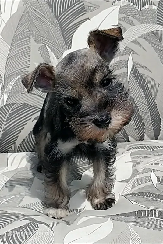 Sugar – Miniature Schnauzer puppy for sale in Spokane, WA