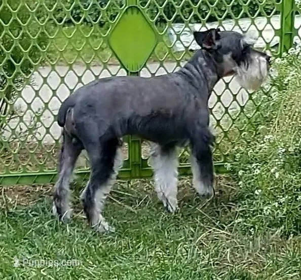 Pepper, a female Miniature Schnauzer for sale in Spokane, WA – 8 of 8