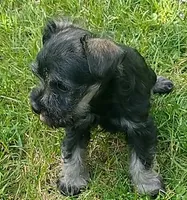 *Honey*, a female Miniature Schnauzer for sale in Spokane, WA – 8 of 10