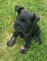 Sweetie, a female Miniature Schnauzer for sale in Spokane, WA – 3 of 10