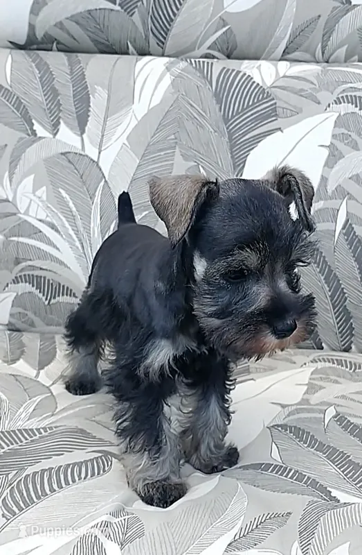 Honey – Miniature Schnauzer puppy for sale in Spokane, WA