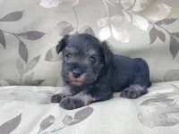 Honey, a female Miniature Schnauzer for sale in Spokane, WA – 3 of 10