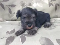 Honey, a female Miniature Schnauzer for sale in Spokane, WA – 4 of 10