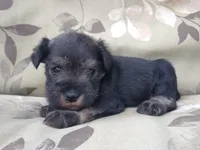 Honey, a female Miniature Schnauzer for sale in Spokane, WA – 5 of 10