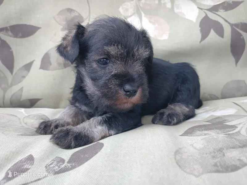 Honey – Miniature Schnauzer puppy for sale in Spokane, WA