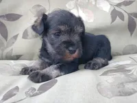Honey, a female Miniature Schnauzer for sale in Spokane, WA – 1 of 10