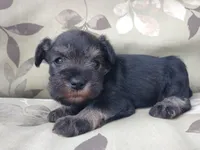Honey, a female Miniature Schnauzer for sale in Spokane, WA – 2 of 10