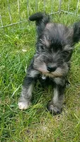 Sugar, a female Miniature Schnauzer for sale in Spokane, WA – 1 of 10