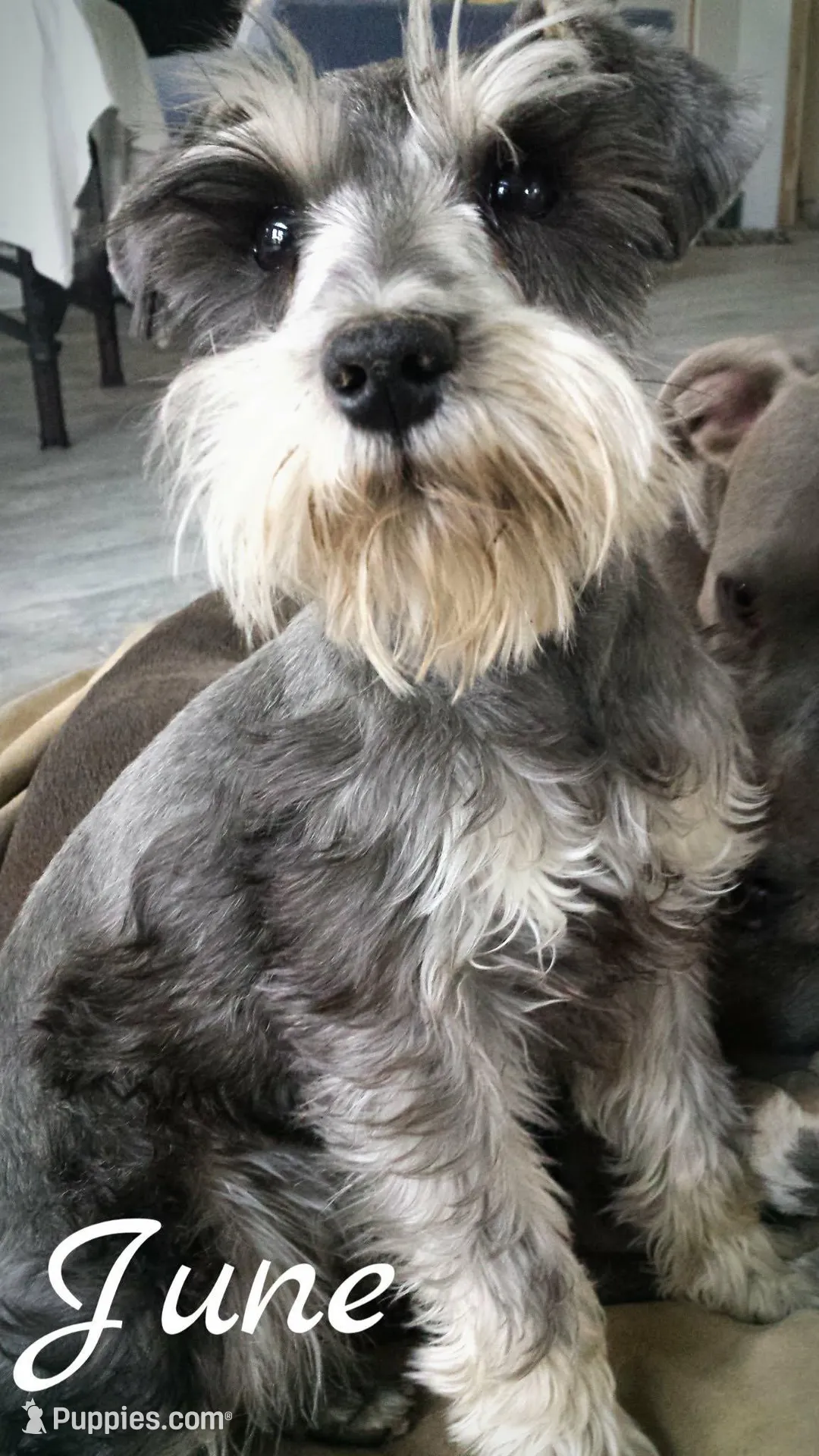 Pepper, a female Miniature Schnauzer for sale in Spokane, WA – 5 of 8