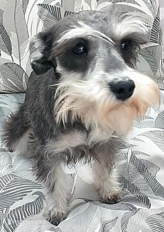 Pepper – Miniature Schnauzer puppy for sale in Spokane, WA