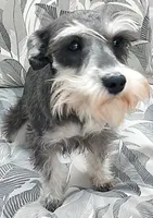 Pepper, a female Miniature Schnauzer for sale in Spokane, WA – 1 of 8